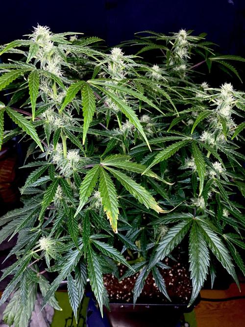 Lets enter the Ghost Train Haze 👻. Week 7