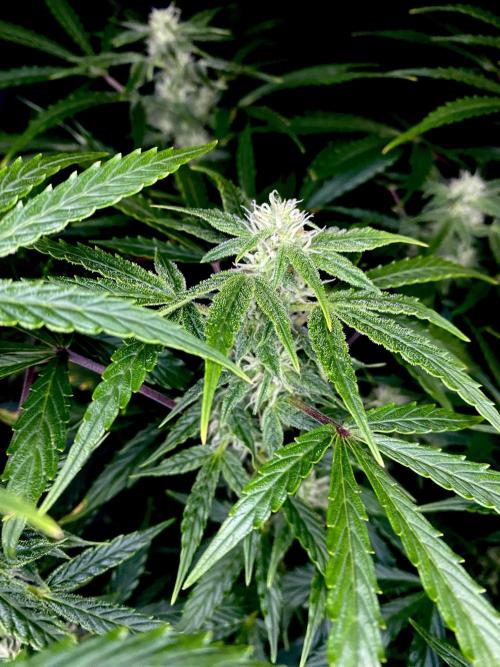 Lets enter the Ghost Train Haze 👻. Week 7