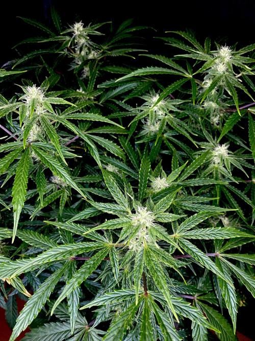 Lets enter the Ghost Train Haze 👻. Week 7