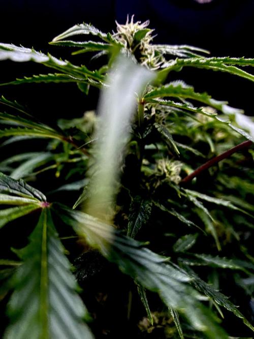 Lets enter the Ghost Train Haze 👻. Week 7