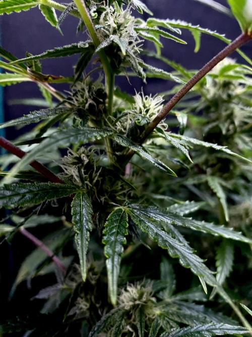 Lets enter the Ghost Train Haze 👻. Week 7