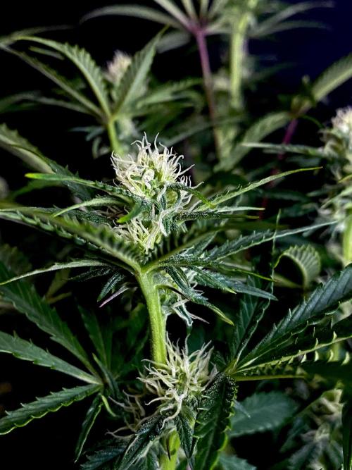 Lets enter the Ghost Train Haze 👻. Week 7