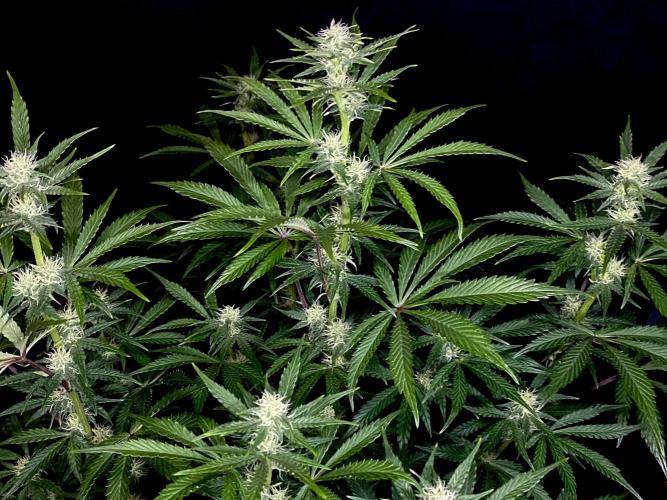 Lets enter the Ghost Train Haze 👻. Week 7