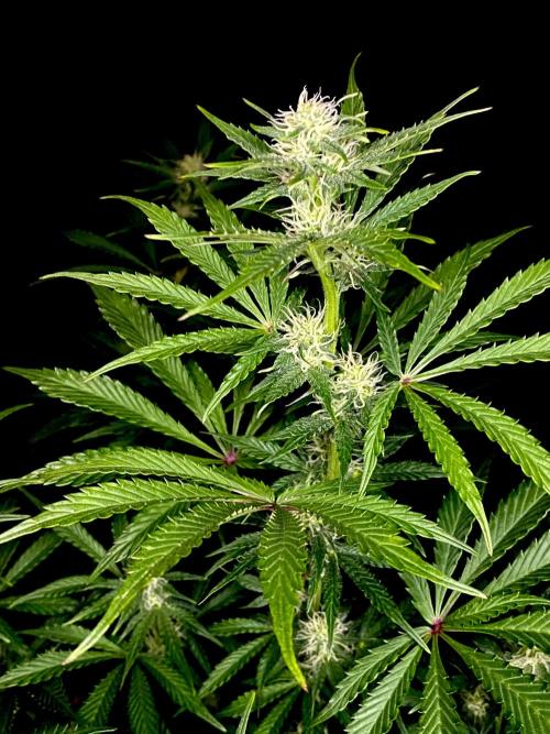 Lets enter the Ghost Train Haze 👻. Week 7