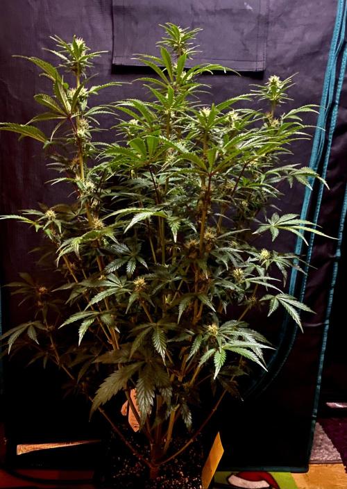 Lets enter the Ghost Train Haze 👻. Week 7