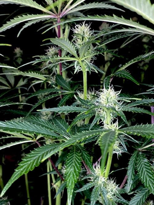 Lets enter the Ghost Train Haze 👻. Week 7