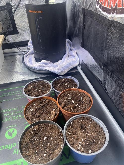 Gorilla Z Auto by FastBuds. Week 0