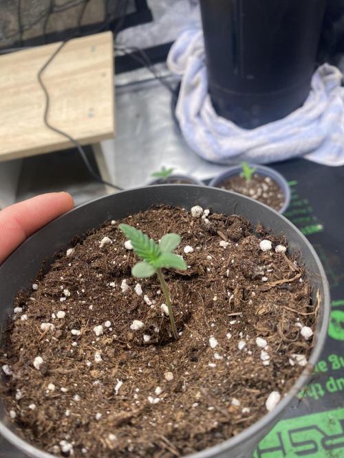 Gorilla Z Auto by FastBuds. Week 1