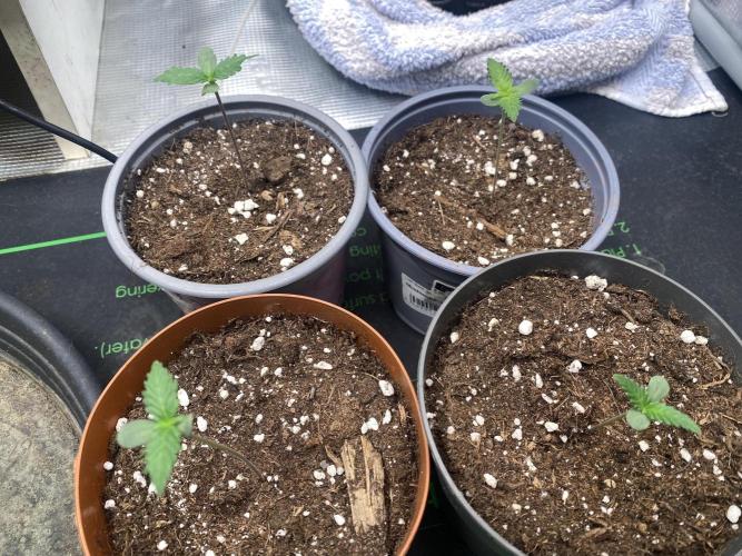 Gorilla Z Auto by FastBuds. Week 1