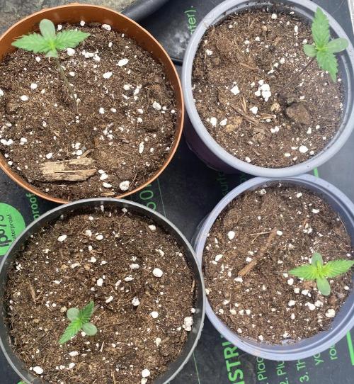 Gorilla Z Auto by FastBuds. Week 1
