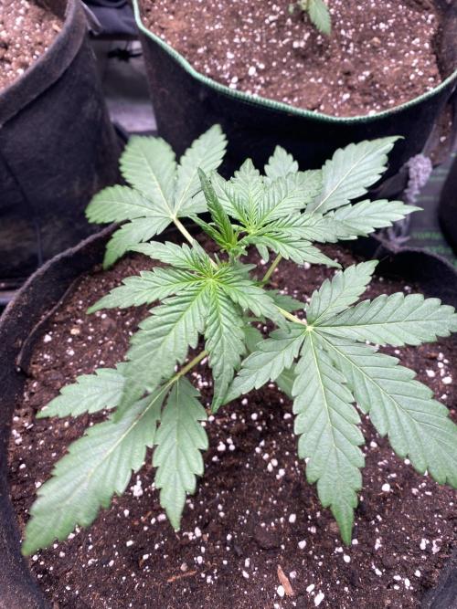Gorilla Z Auto by FastBuds. Week 3