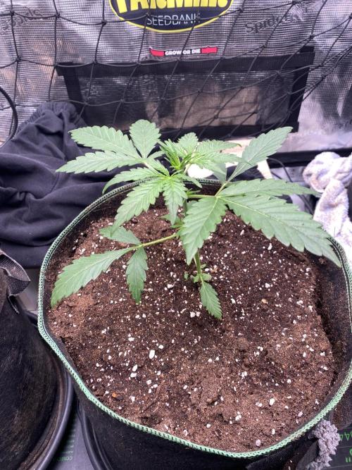 Gorilla Z Auto by FastBuds. Week 3