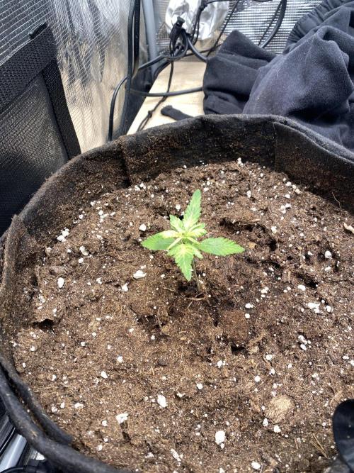 Gorilla Z Auto by FastBuds. Week 3