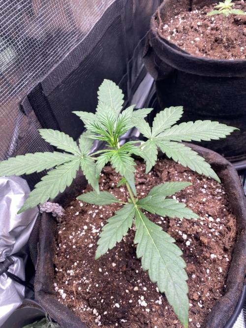 Gorilla Z Auto by FastBuds. Week 3