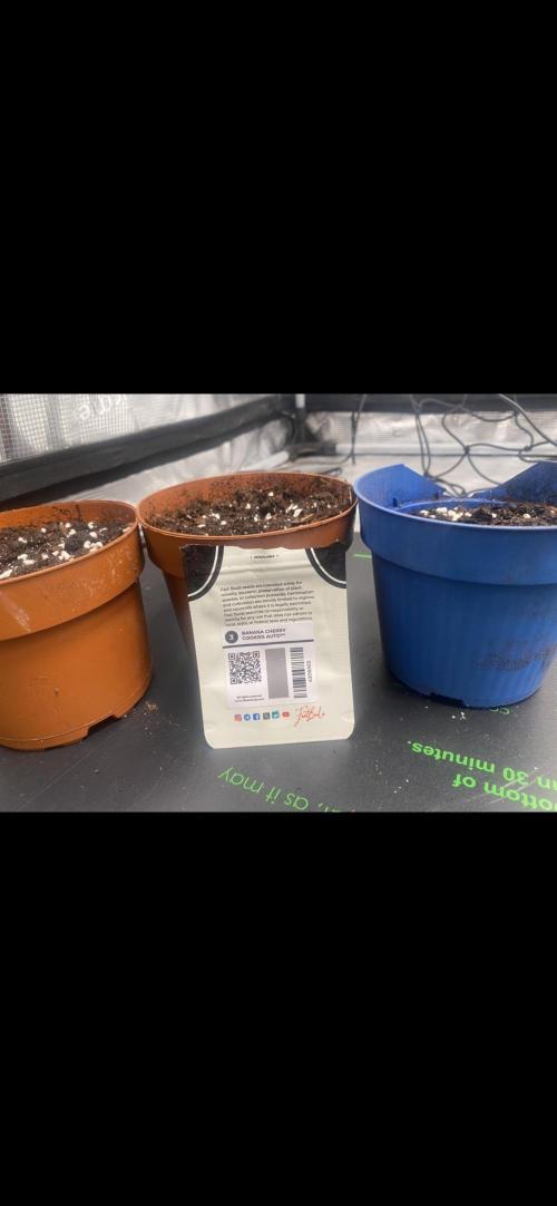 Banana Cherry Cookies. Week 0