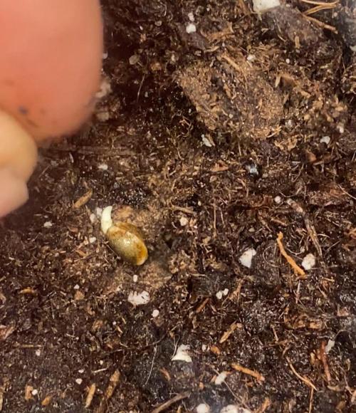 Banana Cherry Cookies. Week 0