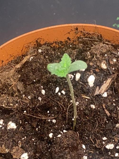 Banana Cherry Cookies Auto. Week 1