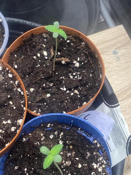 Banana Cherry Cookies. Week 1