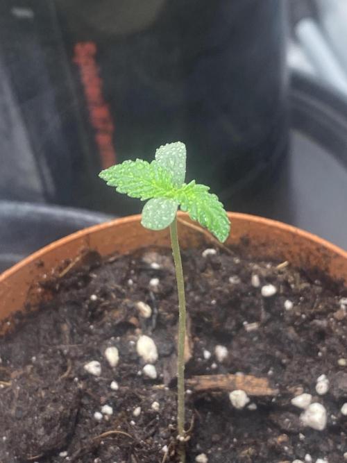 Banana Cherry Cookies. Week 1