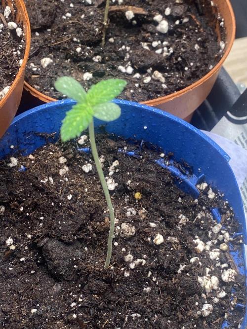 Banana Cherry Cookies Auto. Week 1