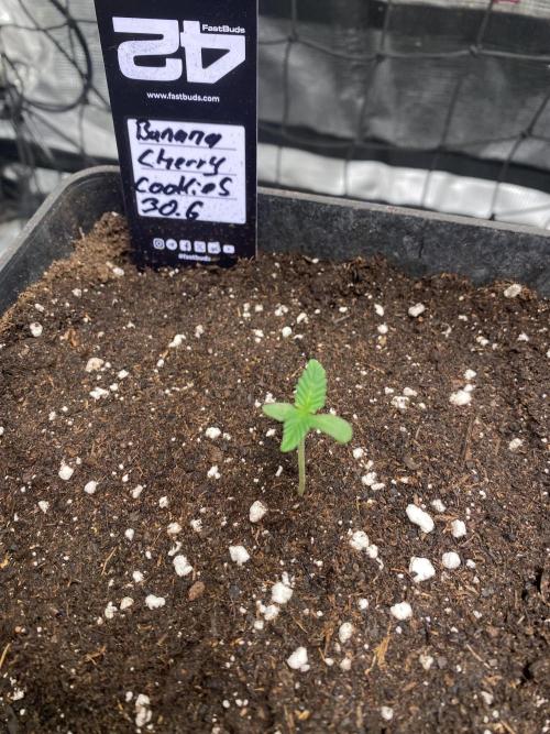 Banana Cherry Cookies. Week 2