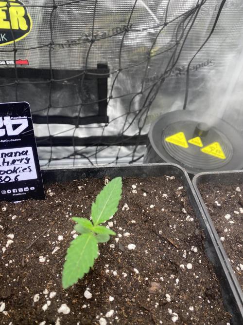 Banana Cherry Cookies. Week 2