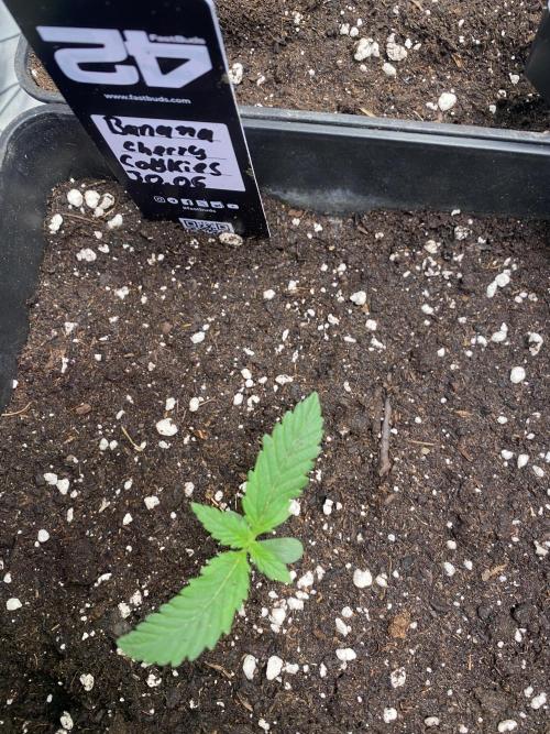 Banana Cherry Cookies. Week 2