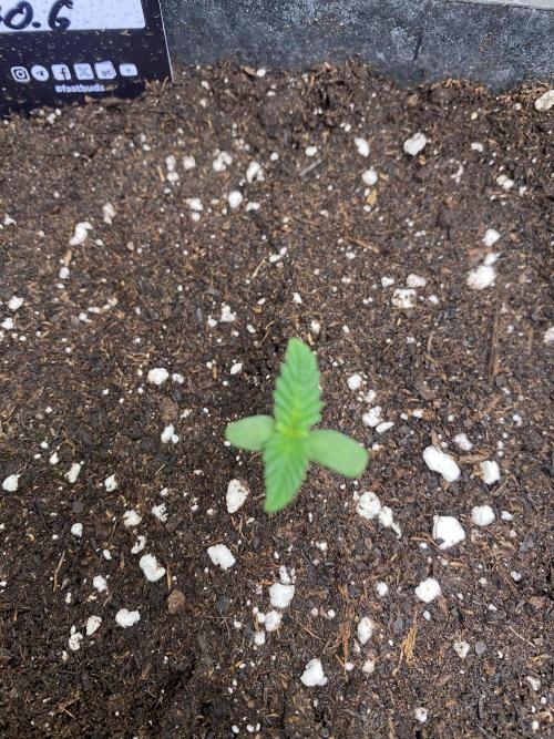 Banana Cherry Cookies. Week 2