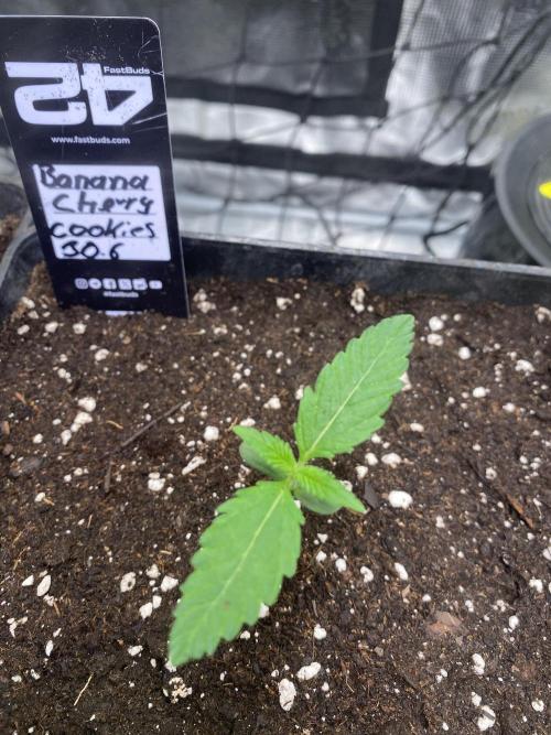 Banana Cherry Cookies. Week 2