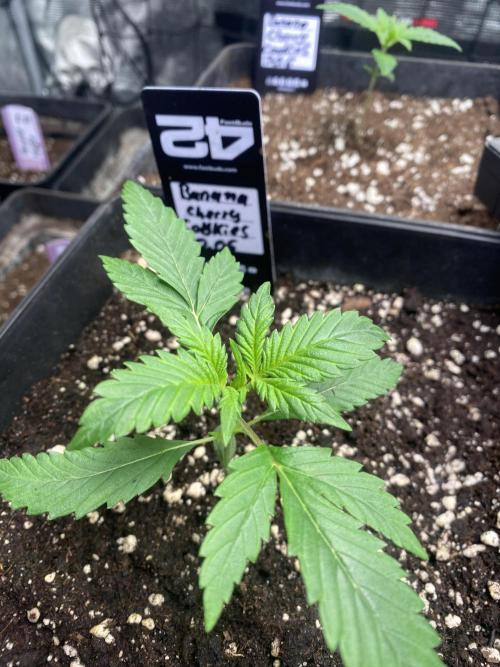 Banana Cherry Cookies. Week 3