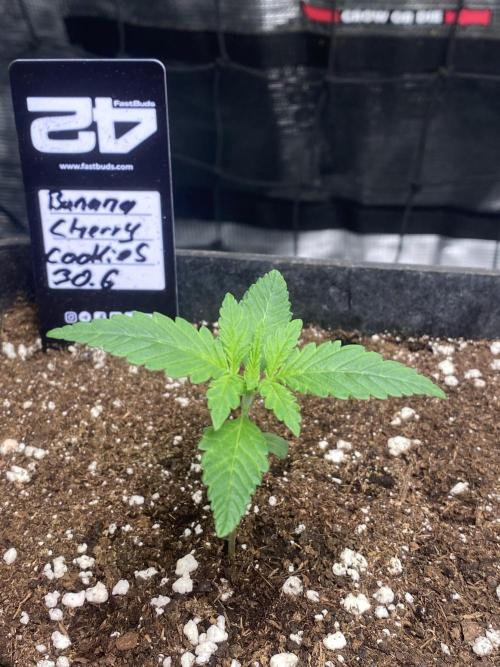 Banana Cherry Cookies. Week 3