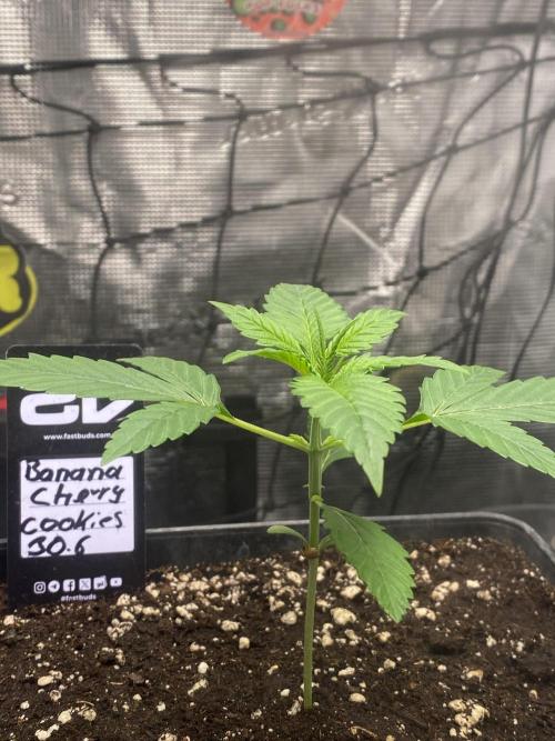 Banana Cherry Cookies. Week 3