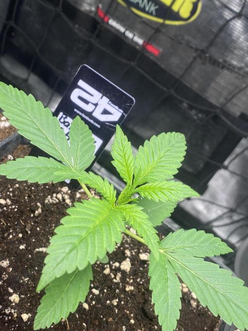 Banana Cherry Cookies. Week 3