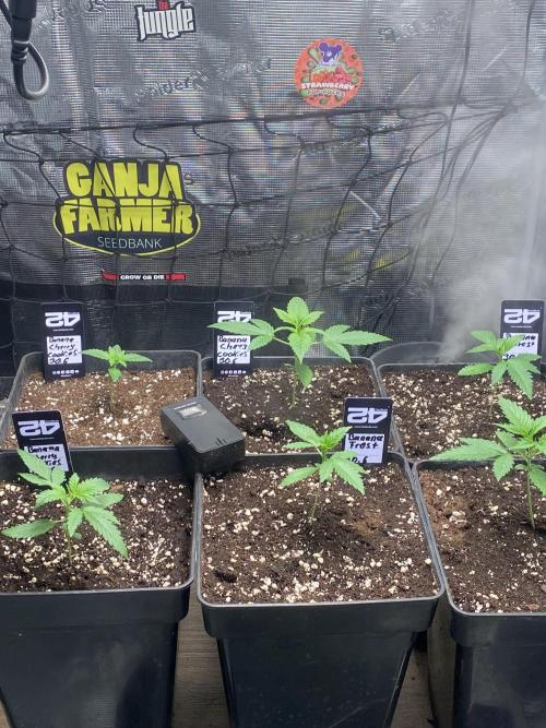 Banana Cherry Cookies. Week 3