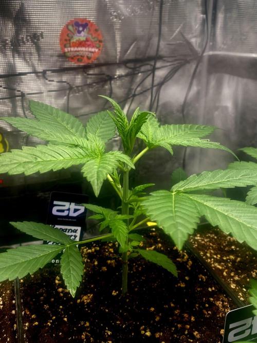 Banana Cherry Cookies. Week 4
