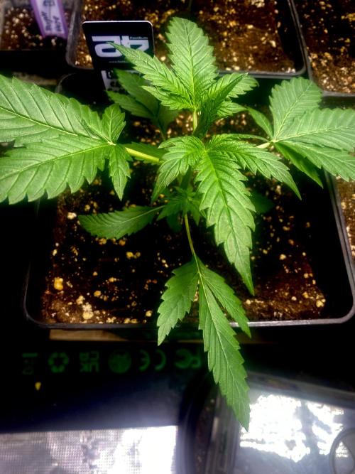 Banana Cherry Cookies. Week 4