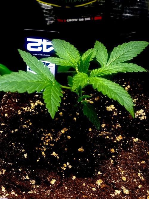 Banana Cherry Cookies. Week 4