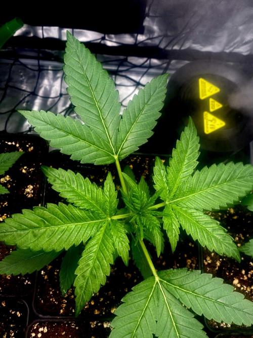 Banana Cherry Cookies. Week 4
