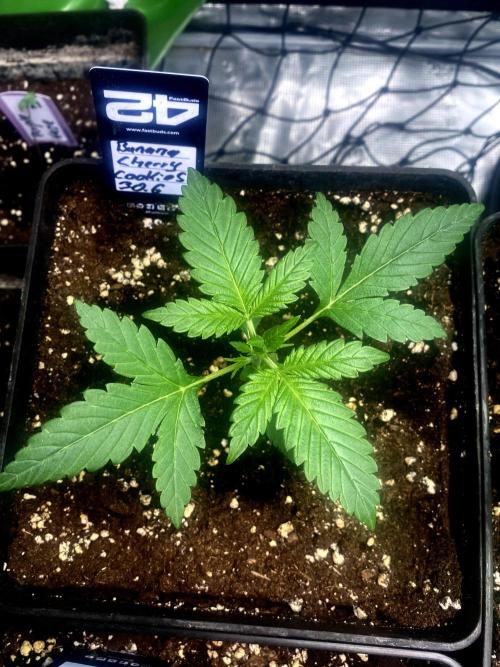 Banana Cherry Cookies. Week 4