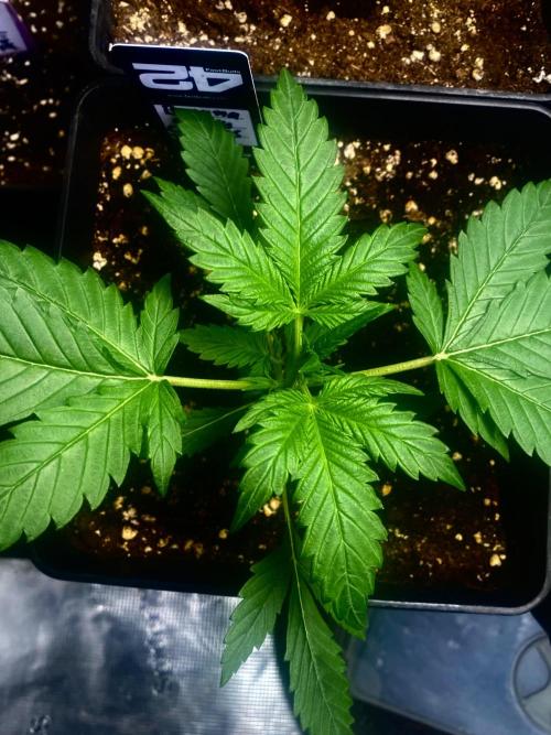 Banana Cherry Cookies. Week 4