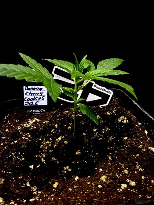 Banana Cherry Cookies. Week 4