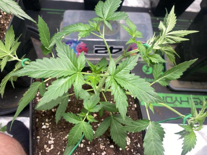 Banana Cherry Cookies. Week 5