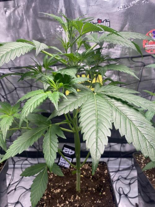 Banana Cherry Cookies. Week 5