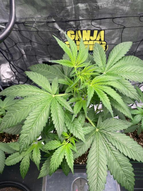 Banana Cherry Cookies. Week 5