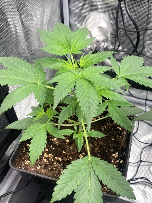 Banana Cherry Cookies. Week 5