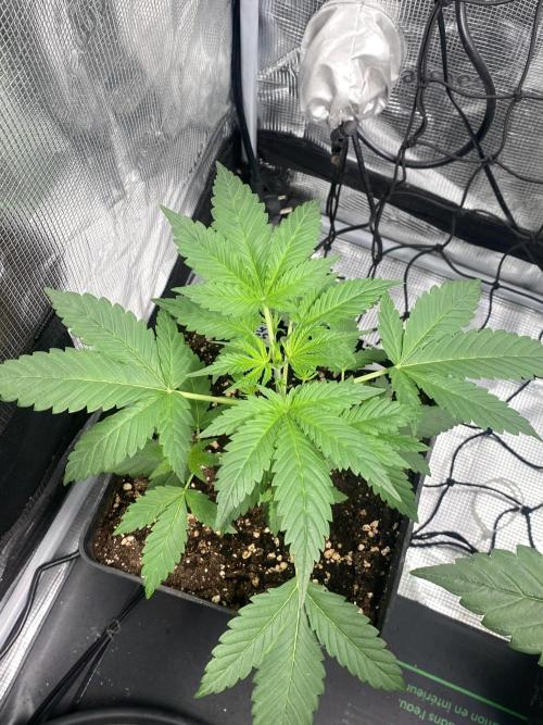 Banana Cherry Cookies. Week 5