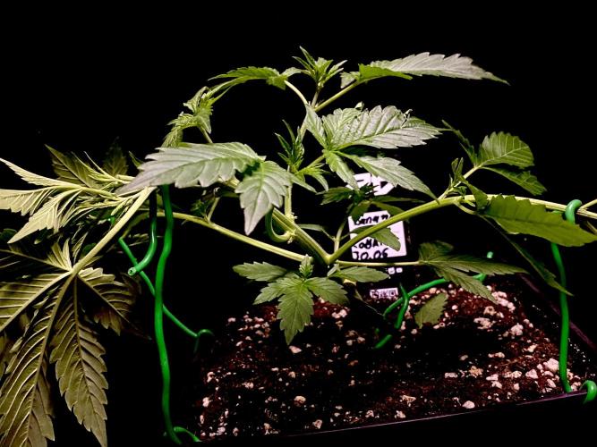 Banana Cherry Cookies. Week 5