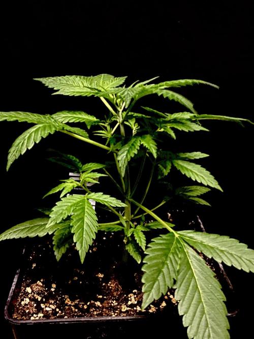 Banana Cherry Cookies. Week 5