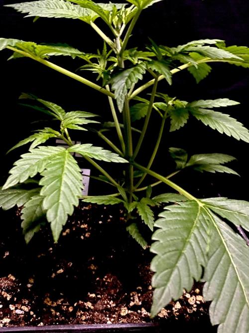 Banana Cherry Cookies. Week 5