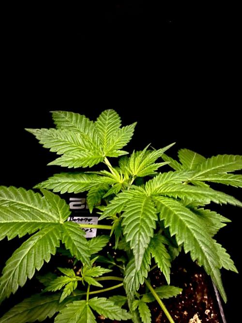 Banana Cherry Cookies. Week 5